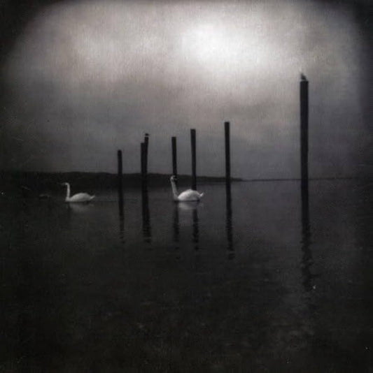 Om - Conference of Birds